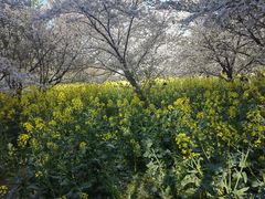 -苏州上方山国家森林公园