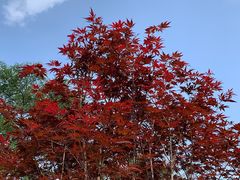 -广州市帽峰山景区