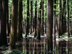 -上海共青森林公园