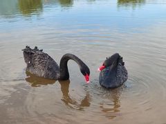 -茶百道(爱融荟城店)