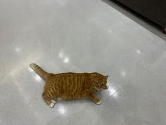 -派特宠物医院(圆融广场店)