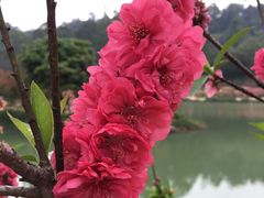 -南国桃园旅游度假区