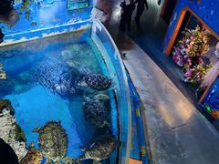 -烟台海昌鲸鲨海洋公园