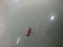 -上海昆虫博物馆