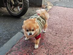 -西归浦每天偶来市场