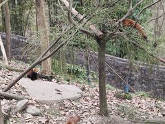 -都江堰中华大熊猫苑