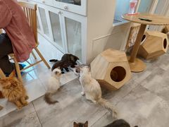-楼上猫咖(罗湖店)