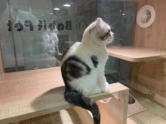 -BABIT巴比特宠物(MOMOPARK店)