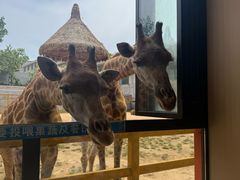 -西霞口神雕山野生动物世界