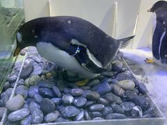 -芜湖新华联大白鲸海洋公园