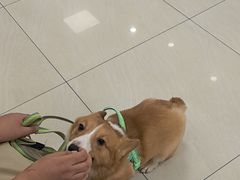 -美联众合动物医院·24h京西诊疗中心