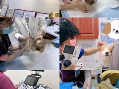 -美联众合动物医院·24h转诊中心