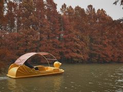 -上海海湾国家森林公园