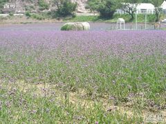 -紫海香堤香草艺术庄园