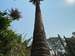 -中国科学院西双版纳热带植物园