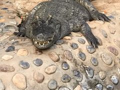 -石家庄市动物园