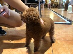 -more than meow吴止猫主题餐厅(承德 中船汇店)