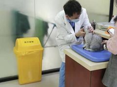 -艾贝尔宠物诊疗