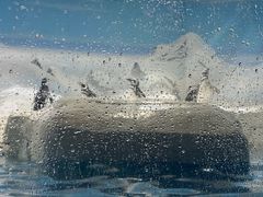 -上海海洋水族馆