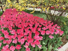 -石家庄市植物园