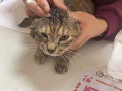 -瑞派康怡24h宠物医院·犬猫医疗中心·微创绝育(瑞景分院)