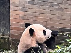 -都江堰中华大熊猫苑