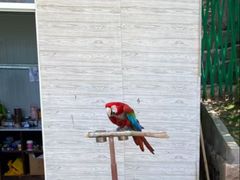 -西霞口神雕山野生动物世界