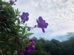 -云溪植物园