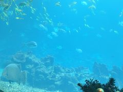 -海棠湾洲际-涛·海底餐厅·美人鱼·自助餐·海底隧道