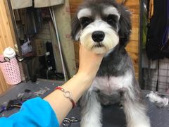 -爱宠屋pet shop·宠物洗澡·宠物美容