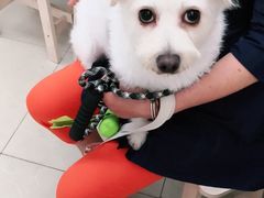 -爱侣宠医·鹦鹉专科·小型哺乳类·异宠专科(灵石路店)