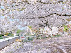 -上海辰山植物园