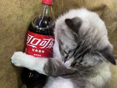 -白兔子密室(长寿路店)