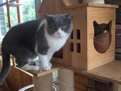 -猫的茶·猫咖