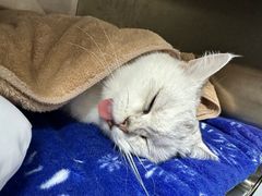 -创凡宠物医院·骨专科  猫科中心(西乡分院)