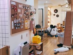 -滚猫咖啡·猫咖·猫友好撸猫(未来城店)