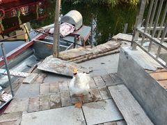 -白洋淀景区
