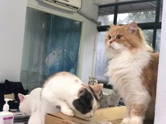 -喵的天空名猫咖啡馆·撸猫·猫舍·用品