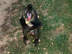 -西霞口神雕山野生动物世界