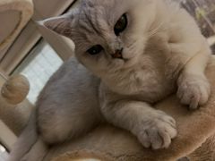 -糯米喵星人总部直营旗舰店·猫舍·幼猫出售