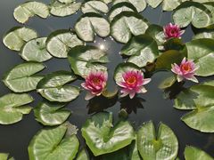 -莲花池公园