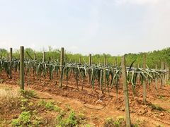 -武汉开心果园农业发展有限公司