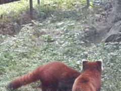 android_upload_pic-宣兔头(马家场店)