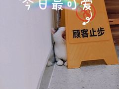 -瑞鹏宠物医院犬猫全科(真大分院)