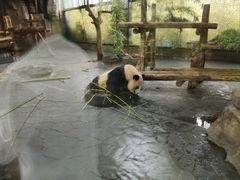 -上海野生动物园
