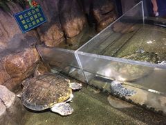 -青岛海底世界-水族馆