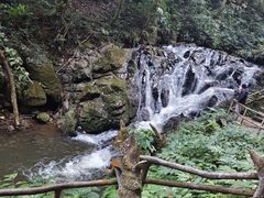 -莫里热带雨林景区