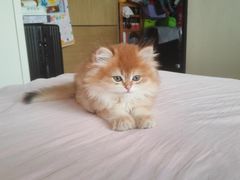 -天宠宠物医院24小时·急重症诊疗中心·全科·腔镜特色(和平分院)