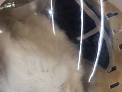 -爱侣宠医·鹦鹉专科·小型哺乳类·异宠专科(灵石路店)