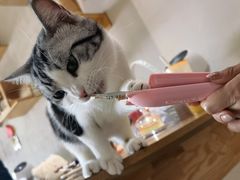 -藏猫猫咖啡主题馆(中央大道店)